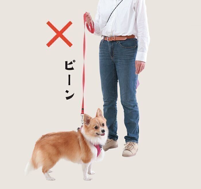 犬の脱走・引っ張りを防ぐリードの使い方　NGな使い方をチェック！