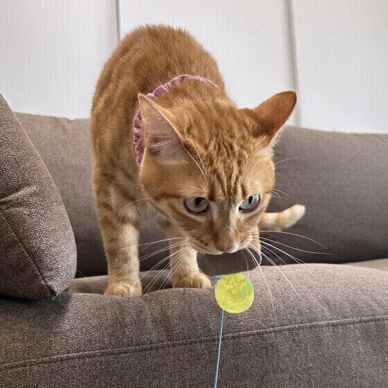 「ボールをくわえてきた」「おもちゃを目の前に置いた」　飼い主に遊んでほしいときに、おもちゃを持ってくる猫の傾向