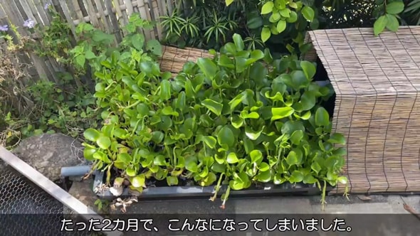 メダカのビオトープに水草が大量発生→掃除してみると……　まさかの展開に「ほほ笑ましい」「癒やしの時間をありがとう」