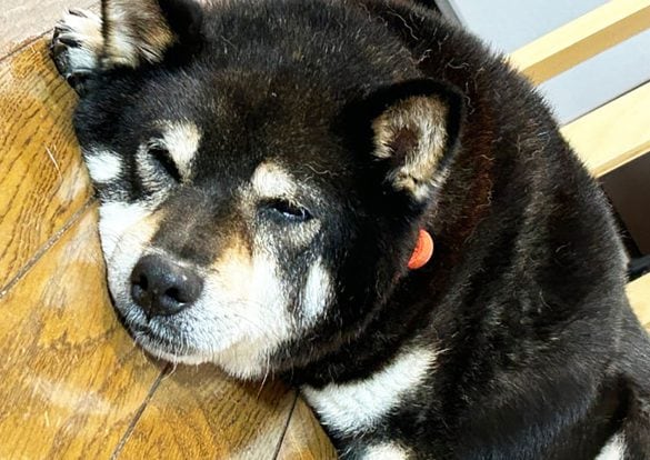 高齢の飼い主と死別→新しい家族を待つ“おじいちゃん柴犬”。のんびり穏やかな性格にキュン