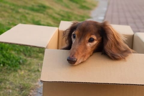 「親切な人に見つけてもらってね」スーパーの駐車場に捨てられた小型犬、発見した学生が抱いた疑問