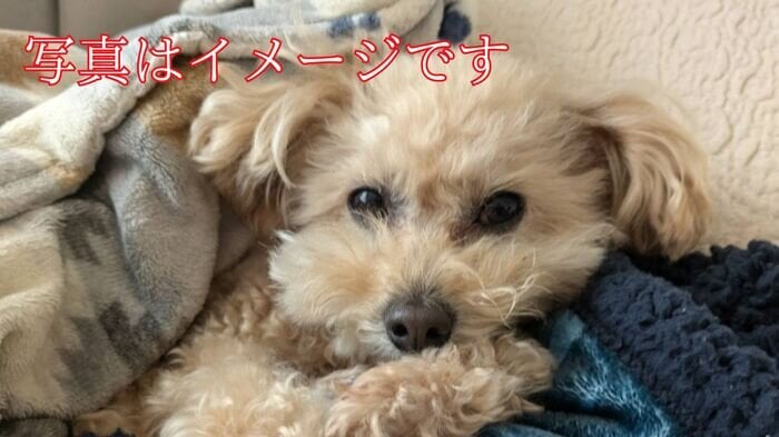 判決言い渡し中にも「ワンちゃん…」レッカー業者暴行事件　犬４匹飼育の被告　泣きながら「控訴します」