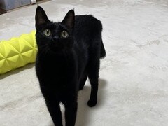 黒猫がカーペットに魔法陣を描いたかと思えば……　“中央に置かれたモノ”に「召喚しようとしてる説」「デカくなる呪文？」推測集まる