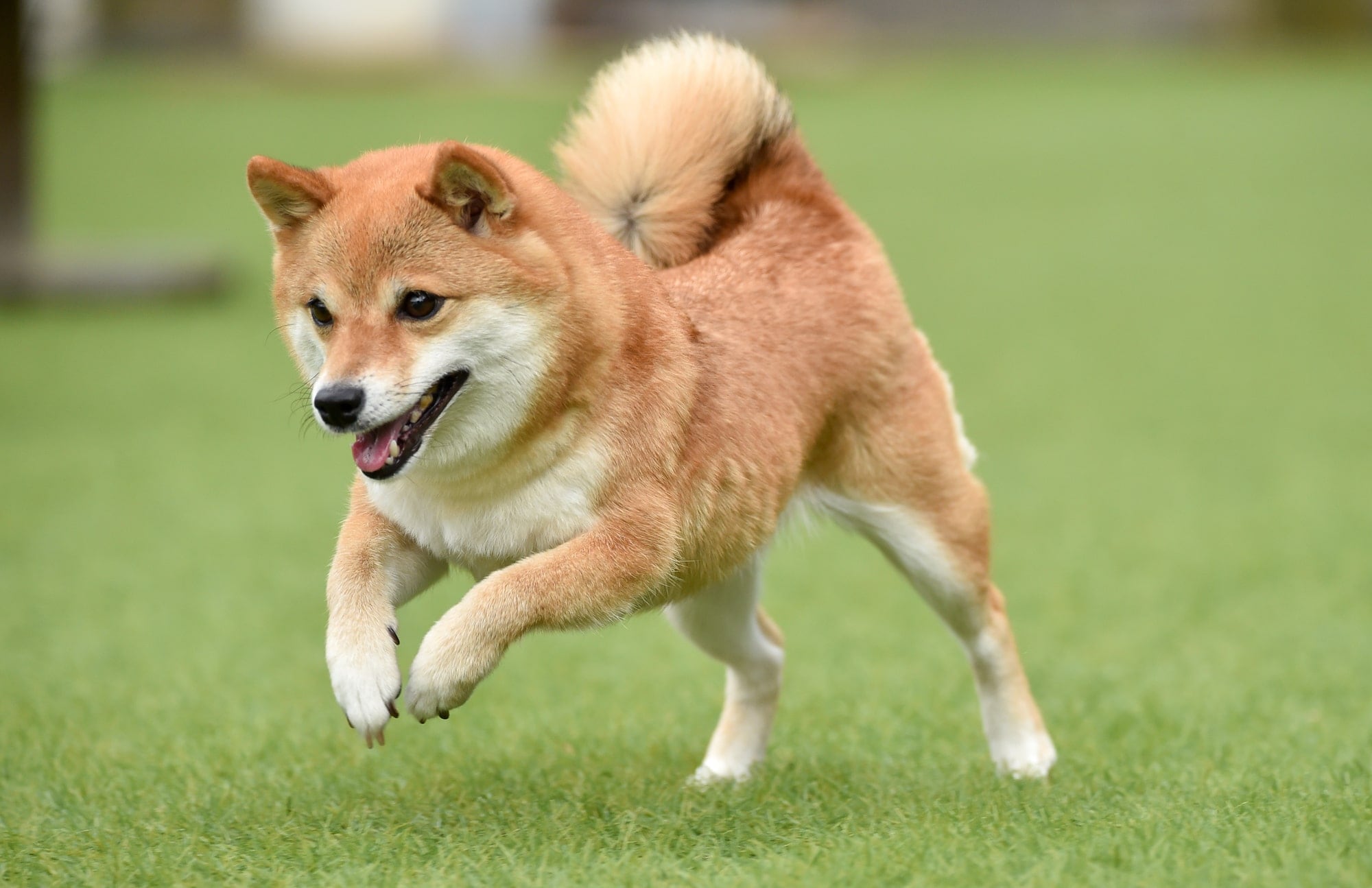 【犬好き男性が選ぶ】「中型犬」人気ランキング！　第2位は「ボーダー・コリー」、1位は？