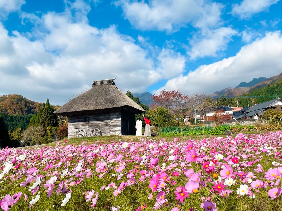 【2024秋】奥大山エリア絶景スポット最新情報！今が見ごろのコスモス畑や黄金に輝くイチョウ並木も！