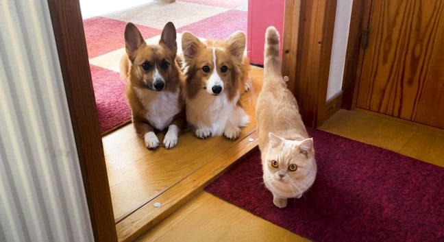 荷物が届くと集まってくる猫と犬…開封中の『まさかの光景』に爆笑する人続出「コーギー落ちてて草」「後ろの寝姿から目が離せないｗ」の声