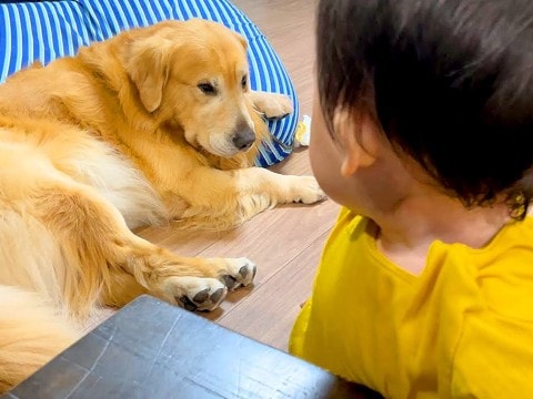 赤ちゃんが『先輩の大型犬を怒らせてしまった』結果…まさかの『シメられてしまう光景』が42万再生「全く怖くなくて草」「いいコンビｗ」