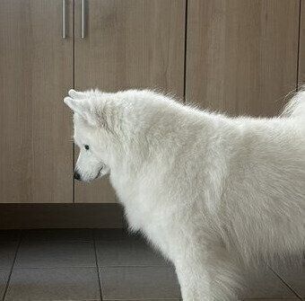 「悲しみに暮れるような表情だ」大好きなパパの出勤後に、悲しそうに下を向く愛犬の姿に「これは出勤しづらい！」「早く帰ってあげて」の声が