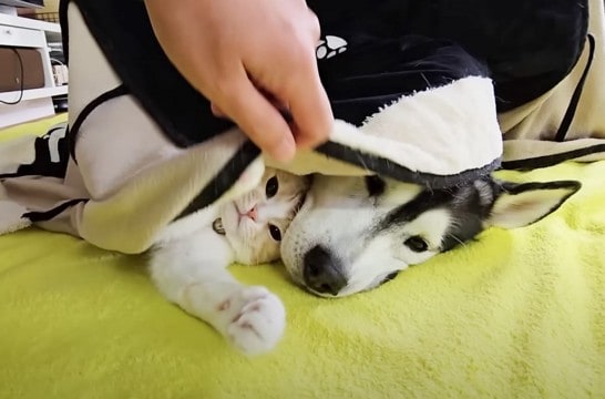 こたつを出したら、寒がりな猫と犬が……可愛すぎる『まさかの光景』に笑顔になる人続出「みんな本当に嬉しそう」「まったり中の姿が素敵すぎ」