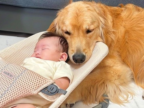 赤ちゃんが号泣してしまったら、大型犬が…とんでもなく優しい『まさかの行動』が34万再生「母性炸裂してる」「可愛いが渋滞」と大絶賛の声