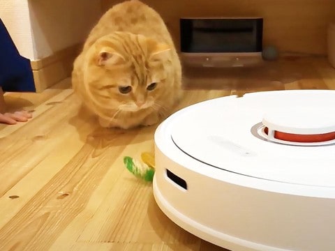 『猫の宝物』をロボット掃除機が回収→猫が必死で追いかけて…『哀愁漂う背中』に爆笑！「感情が伝わってくる…ｗ」「かわいすぎる！」の声