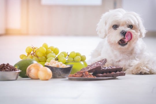 犬が『飲み込みやすいモノ』5選　誤飲の疑いがあるときの症状や予防策まで