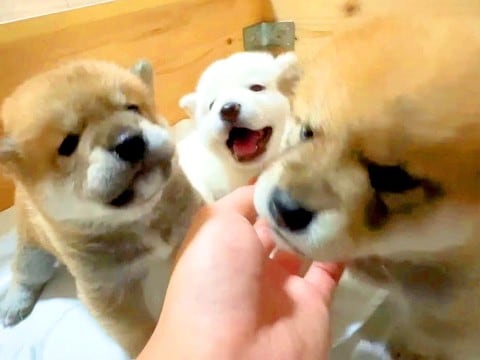 赤ちゃん犬たちの前に『人の手を近づけてみた』結果…動くぬいぐるみのような『まさかの反応』が9万再生「たまらん」「可愛さ反則級」と悶絶　