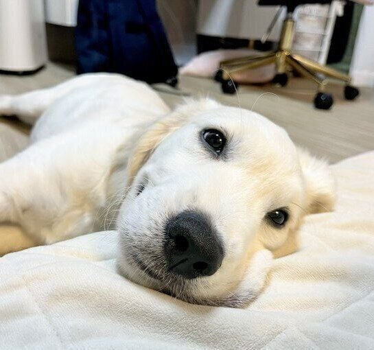 「暴れ回ってたと思ったら隣に来てコテンッとした」犬 →”自分のことを見て”と甘える姿がかわいい！