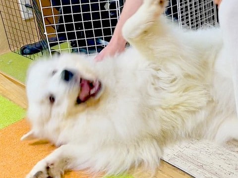 『絶対にお風呂に入りたくない超大型犬』が…見たこともないくらいの『超絶拒否』が可愛すぎると話題「ハードな駄々っ子ｗ」「寝技するの草」