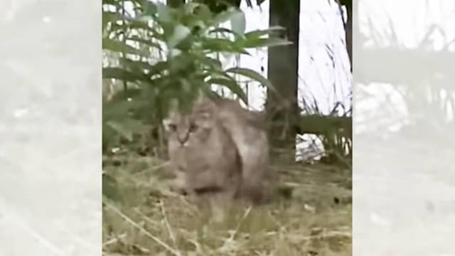 公園にいた野良猫を保護したら、お腹に赤ちゃんが…2年後の『まさかの光景』に涙が止まらないと142万再生「本当にありがとう」「素敵」