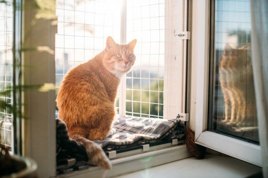 猫がいるお家には『危険すぎる換気法』4つ　安全に空気を入れ替えるには？