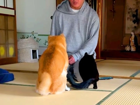 犬がイタズラをしたので叱っていたら、近くにいた猫が…優しすぎる行動と『まさかの結末』が199万再生「いいコンビで草」「顔で爆笑したｗ」