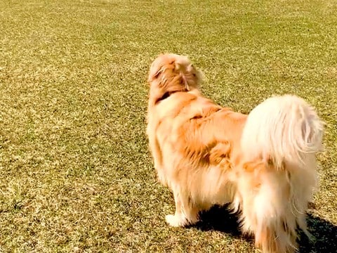 犬と一緒にボールで遊ぼうとしていたのに…張り切る飼い主とは裏腹な『まさかの反応』が話題「取りに行かないの草」「おっとりくんｗ」と爆笑