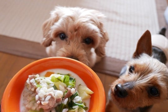 愛犬のご飯は温めてあげたほうがいい？　寒い時期に配慮してあげたい食べ物の温度からメリットまで解説