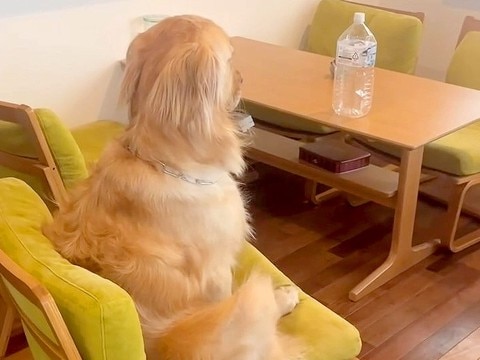 リビングにいる大型犬をこっそり撮影してみた結果…『あまりにもシュールすぎる状況』が54万再生「人間にですか？ｗ」「考え事してそう」と爆笑