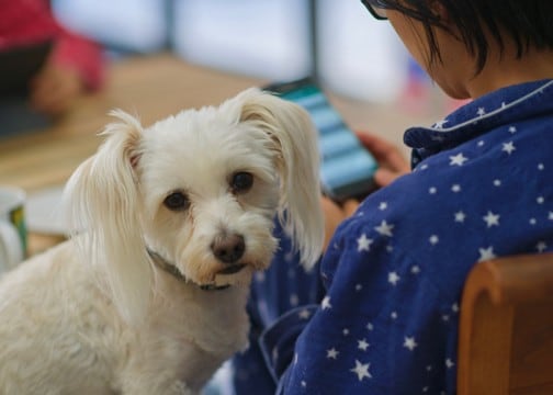 愛犬が落ち込んでしまう飼い主の2つの行動　つい無意識にやりがちな接し方から適切なケアまでご紹介