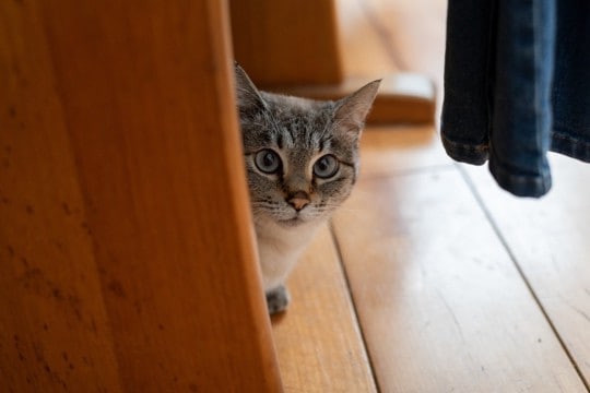 猫と『だるまさんがころんだ』を楽しむコツ4選！そもそもどうして上手にできるかも解説