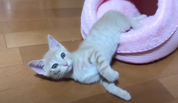 ベッドからはみ出て寝ていた子猫…『まさかの状況』に気づいた瞬間が167万再生を突破「本当に可愛すぎ」「サウナに入るおじさんみたい」