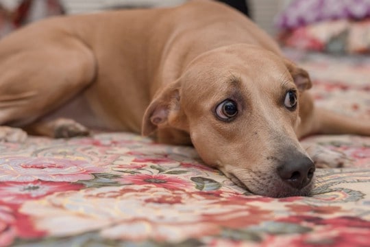 犬の耳が倒れている時、どんな気持ちなの？『4つの心理』とそれぞれのベストな対応とは？