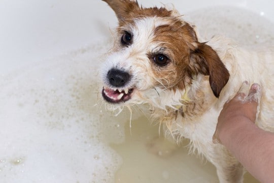 愛犬が『お風呂嫌い』になってしまう原因5つ　犬の性質や本能を理解して配慮してあげよう