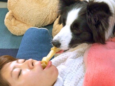 おやつをくわえたまま『寝たフリ』してみたら、犬が…賢すぎる『まさかの結末』が7万再生「確実に遠慮してる」「お利口さんでビックリ」と驚愕