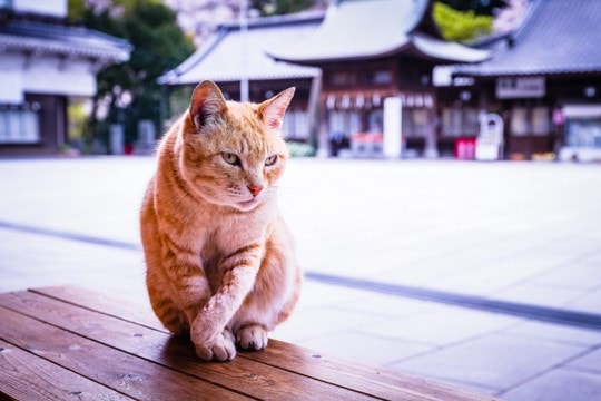 愛猫の『七五三』をするなら…お祝いアイデア3選　何歳のときが最適？何をすればいい？