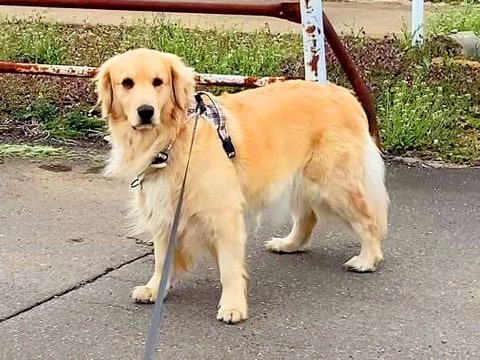 大型犬と小型犬『一緒に散歩へ連れて行った』結果…道のど真ん中で『意見が対立する光景』が118万再生「断固たる決意ｗ」「どっちも可愛い」