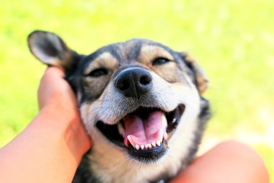 犬から『愛される人』がよくする行動5選　好かれる飼い主の特徴や信頼関係を築く方法まで