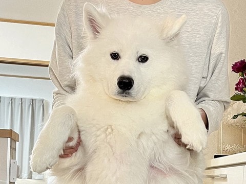 キッチンで大型犬が大騒ぎしたので取り押さえたら…思った以上に『不服そうな表情』に3万いいね「可愛いｗｗ」「ただただ愛おしい」と爆笑