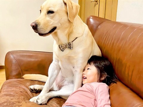 2歳の女の子が『大型犬と対等に遊べるようになった』結果…激しすぎる『じゃれあう姿』が47万再生「お転婆娘だらけで草」「お疲れ様ですｗ」