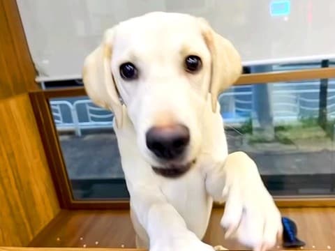 6ヶ月まで外に出せてもらえなかった『売れ残りの犬』を飼った結果…1年が経過した『現在の姿』に涙「優しくていい子」「愛を感じる」と絶賛