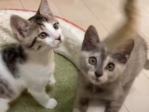 生後間もない4匹の子猫を保護…『やりたい放題すぎる』成長記録に癒やされる人続出「凄い散らかしｗ」「嬉しい悲鳴ですね」と9万再生