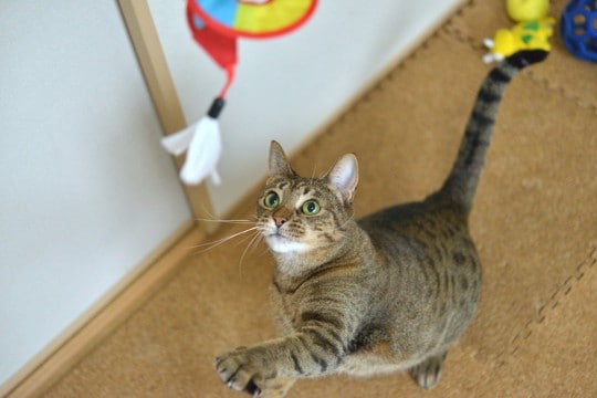 『ポジティブな猫』ってどんな猫？3つの共通点　明るい性格だとメリットもいっぱい！