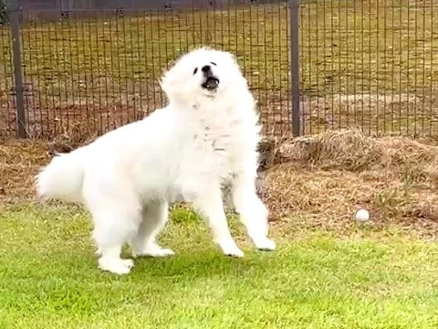 『違う、そうじゃない』超大型犬とボール遊びをした結果…想定外な『独特すぎるキャッチ』が話題に「初めて見たｗ」「胸トラップするの草」