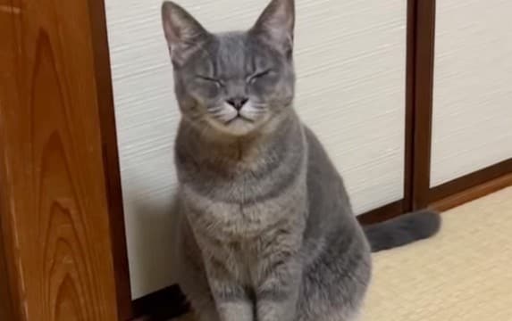 猫に『ん？』と声をかけると…まさかの『ん～』と返事する様子が可愛すぎると78万6000再生「想像以上に可愛い鳴き声」「世界一可愛い」