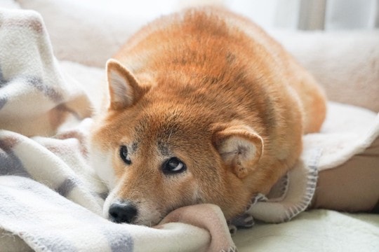 犬の体を温めてあげる3つのメリットとは　寒い季節に実践したいその効果と注意点を解説