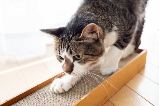 猫がいきなり『激しく爪とぎを始める』理由5選　イライラしているサイン？