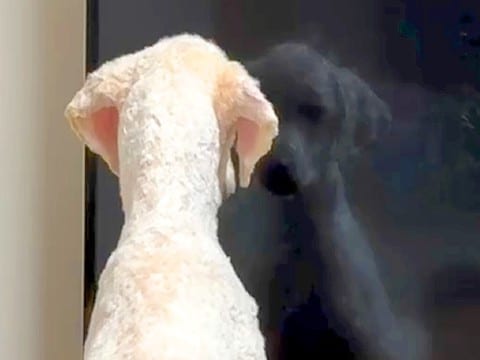 トリミングした大型犬が『自分の姿』を目の当たりにした結果…まさかの『現実を受け入れられない様子』が246万再生「困惑しすぎてて草」と爆笑