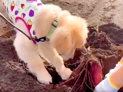 芋掘りをしに行ったら、大型犬の赤ちゃんが…思った以上に『一生懸命すぎる姿』が63万表示「目的わかってて偉い」「たまらん」絶賛と悶絶の声