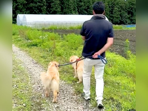 畑に遊びに行ったら、大型犬たちが…絶望的すぎる『まさかのハプニング』が22万再生「お察しします…ｗ」「満足そうな表情で草」と爆笑の声