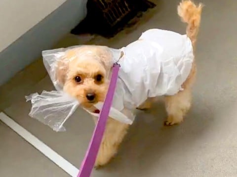 雨具が無かったので『犬にビニールを被せて散歩に行った』結果…想定外だった『まさかのハプニング』が432万再生「ドヤ顔で歩くの草」