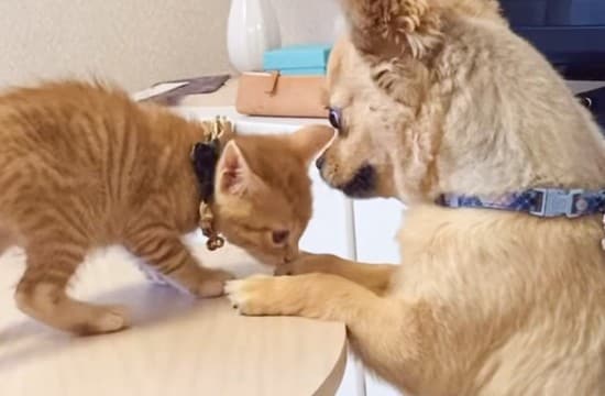 犬がいるお家に子猫を迎えてから6ヶ月→『現在の様子』が……心温まる『家族の軌跡』が30万再生「すっごい素敵」「うれしくって涙でた」