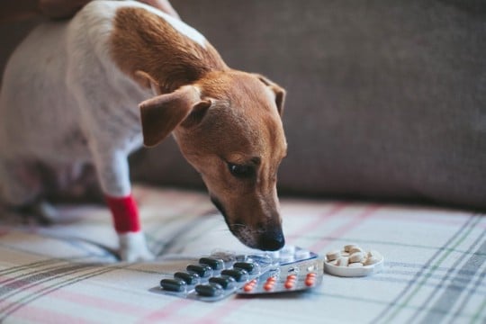 犬が生活する部屋に置いてはいけないモノ5選　誤食事故などを引き起こす原因とは