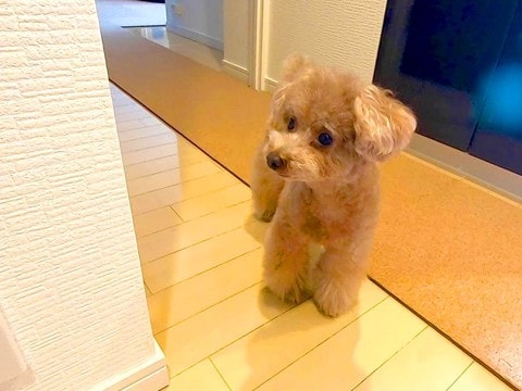 1週間ぶりに外出したら、家にいた犬が…忠犬すぎる『まさかの行動』が48万再生「可愛すぎて困るｗ」「なんて羨ましい光景」と絶賛の声